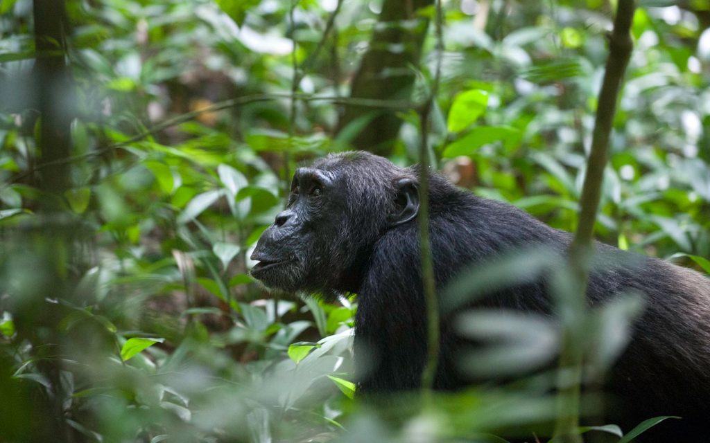 Budongo